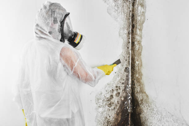 Best Commercial Mold Removal  in Fortuna Foothills, AZ