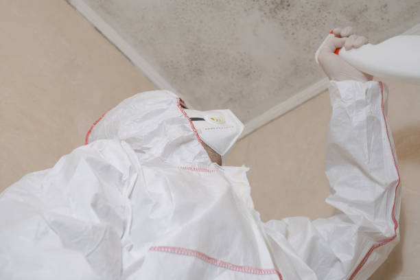 Best Certified Mold Removal  in Fortuna Foothills, AZ