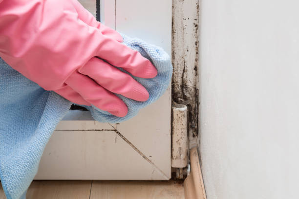 Professional Mold Removal in Fortuna Foothills, AZ